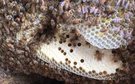 床單顏色風水 蜜蜂來築巢